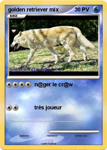 Pokemon golden retriever mix