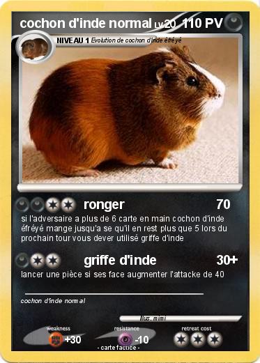 Pokemon cochon d'inde normal