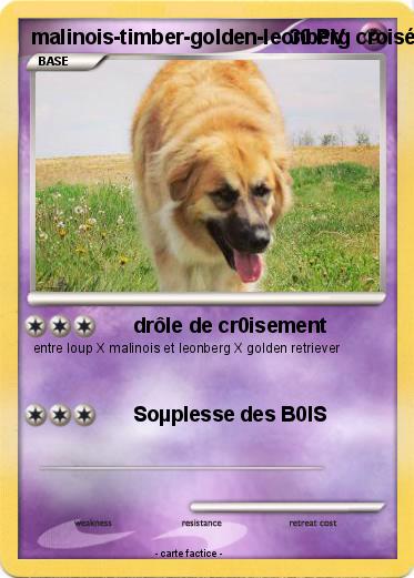 Pokemon malinois-timber-golden-leonberg croisé