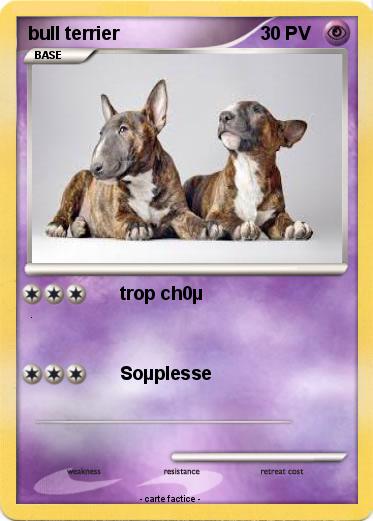 Pokemon bull terrier