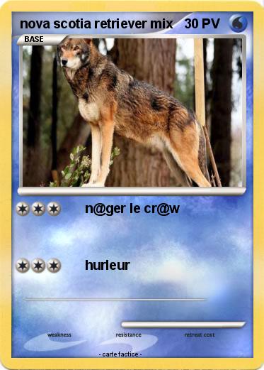 Pokemon nova scotia retriever mix