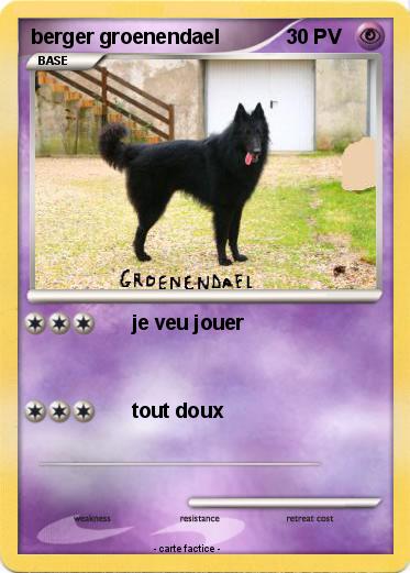 Pokemon berger groenendael