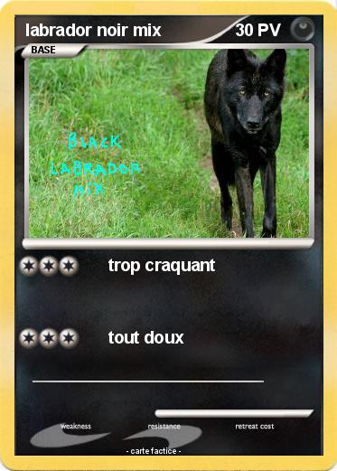 Pokemon labrador noir mix