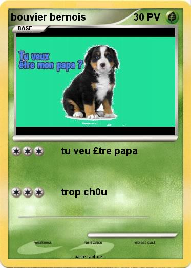 Pokemon bouvier bernois