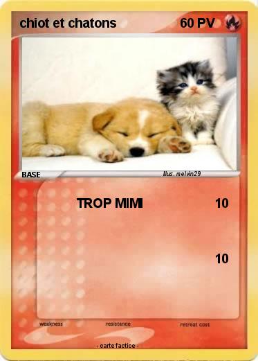 Pokemon chiot et chatons