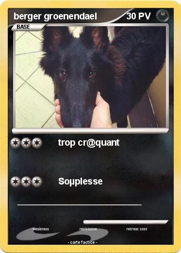 Pokemon berger groenendael