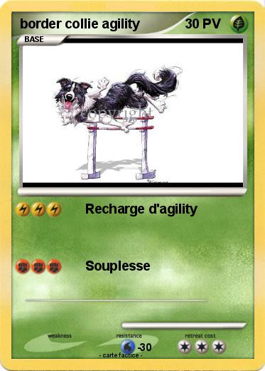 Pokemon border collie agility