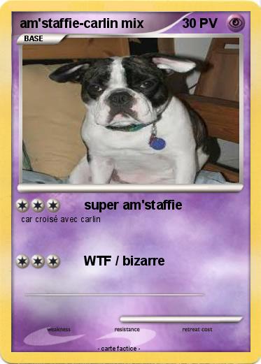 Pokemon am'staffie-carlin mix