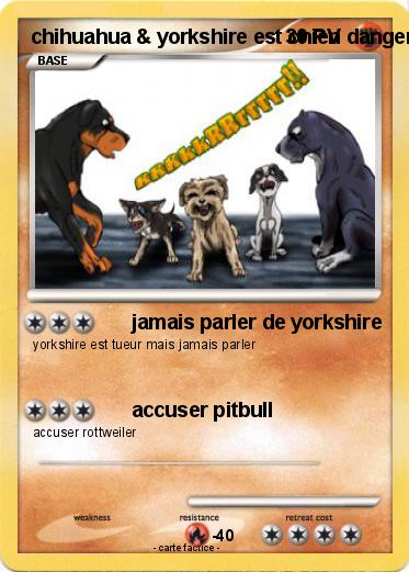 Pokemon chihuahua & yorkshire est chien dangereux