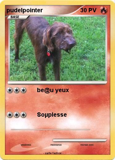 Pokemon pudelpointer