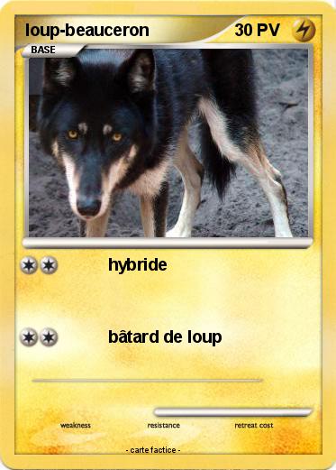 Pokemon loup-beauceron