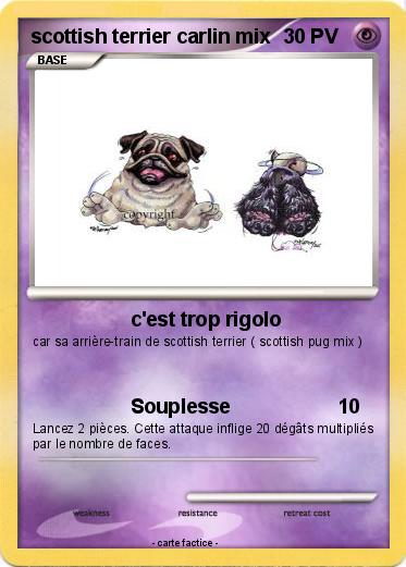 Pokemon scottish terrier carlin mix