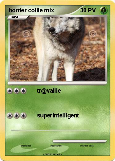 Pokemon border collie mix