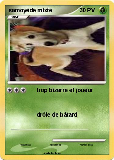 Pokemon samoyède mixte