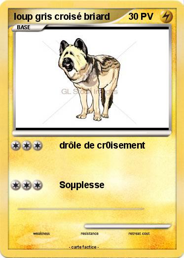 Pokemon loup gris croisé briard