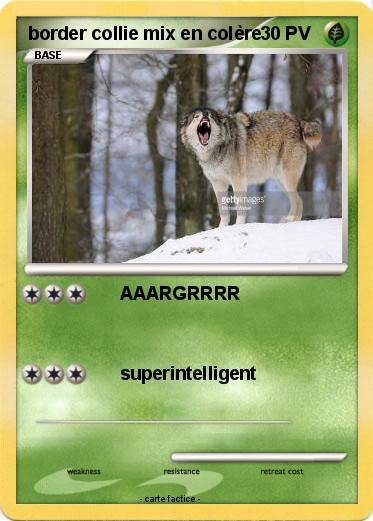 Pokemon border collie mix en colère