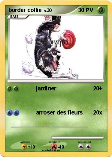 Pokemon border collie
