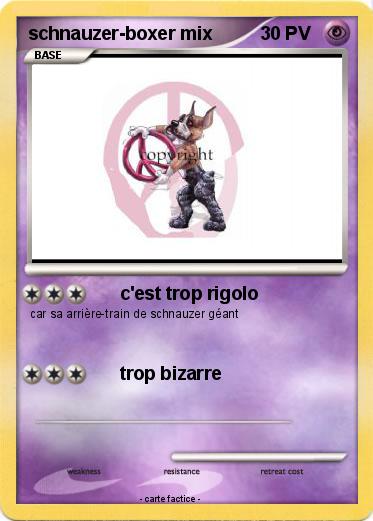 Pokemon schnauzer-boxer mix