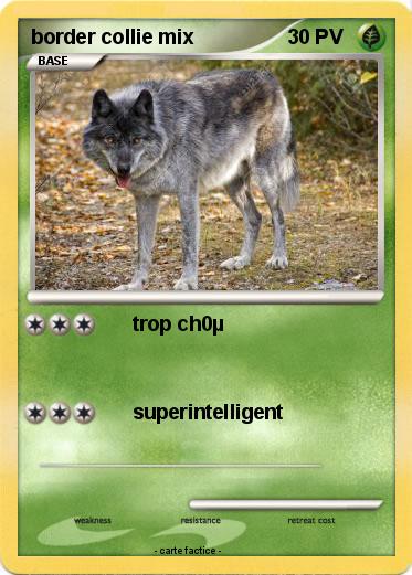 Pokemon border collie mix