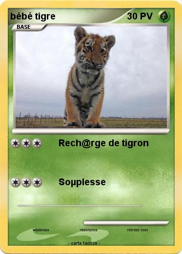 Pokemon bébé tigre