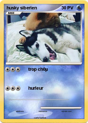Pokemon husky siberien