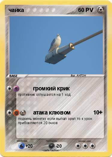 Pokemon чайка
