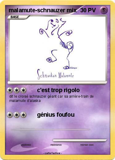 Pokemon malamute-schnauzer mix