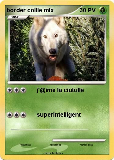 Pokemon border collie mix
