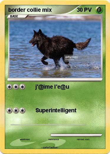 Pokemon border collie mix