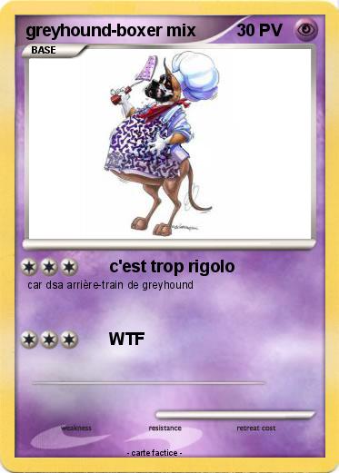 Pokemon greyhound-boxer mix