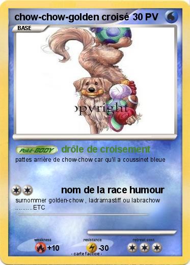 Pokemon chow-chow-golden croisé
