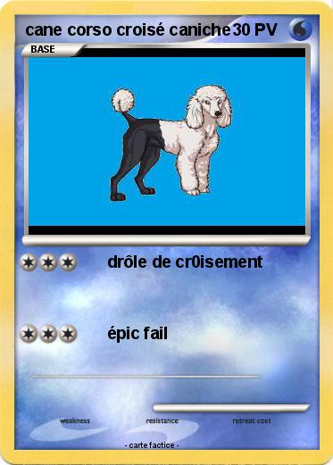 Pokemon cane corso croisé caniche