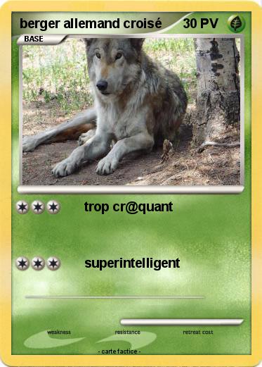 Pokemon berger allemand croisé