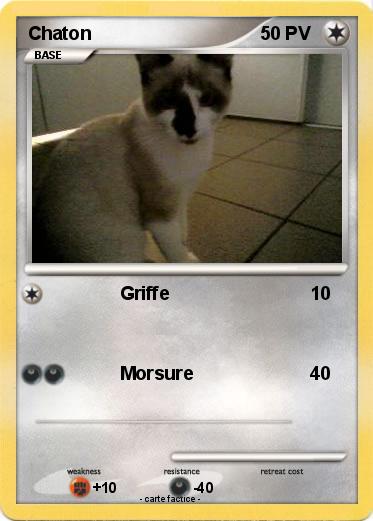 Pokemon Chaton