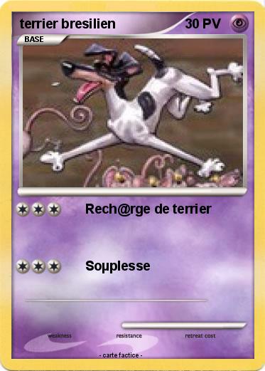 Pokemon terrier bresilien