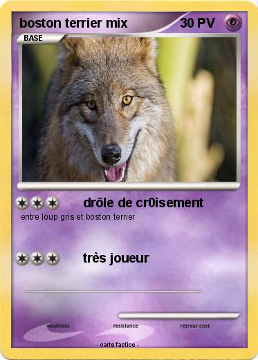 Pokemon boston terrier mix