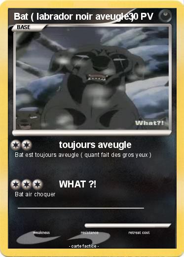 Pokemon Bat ( labrador noir aveugle )