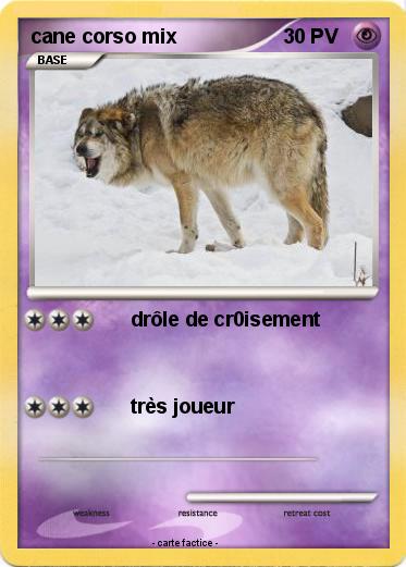 Pokemon cane corso mix