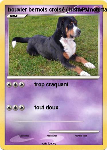 Pokemon bouvier bernois croisé ( bernes mountain mix )