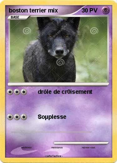 Pokemon boston terrier mix