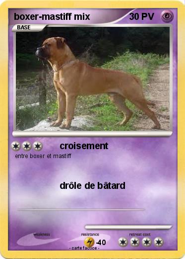Pokemon boxer-mastiff mix