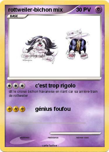 Pokemon rottweiler-bichon mix