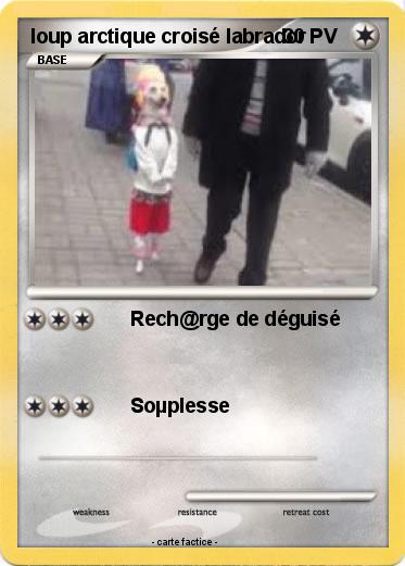 Pokemon loup arctique croisé labrador