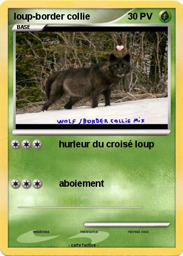 Pokemon loup-border collie