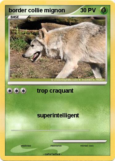 Pokemon border collie mignon
