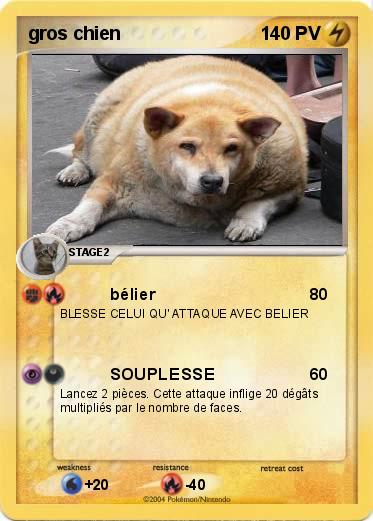 Pokemon gros chien