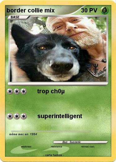 Pokemon border collie mix