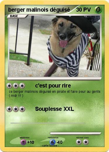 Pokemon berger malinois déguisé