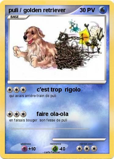 Pokemon puli / golden retriever