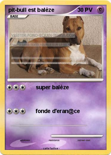 Pokemon pit-bull est balèze